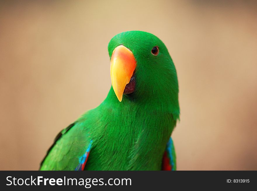 Close up parrot