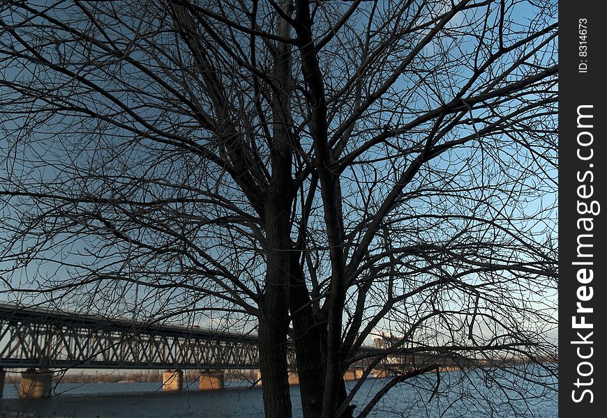 Lonely tree and bridge