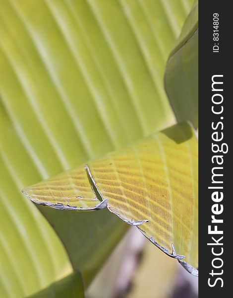 Fresh green banana leaf, can be used for background (shallow DOF)