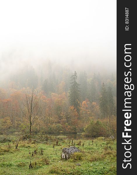 Trees and lake of foggy Alpine Slope in heavy rain. Trees and lake of foggy Alpine Slope in heavy rain