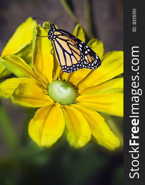 Monarch butterfly on yellow rudbeckia flower