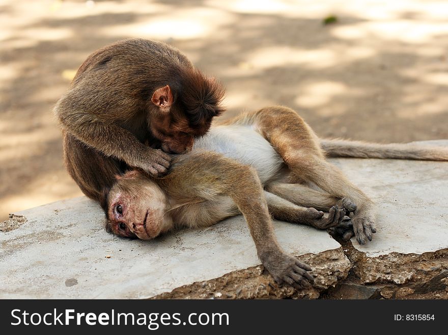 One monkey is biting another monkey in order to clean it's fur. One monkey is biting another monkey in order to clean it's fur