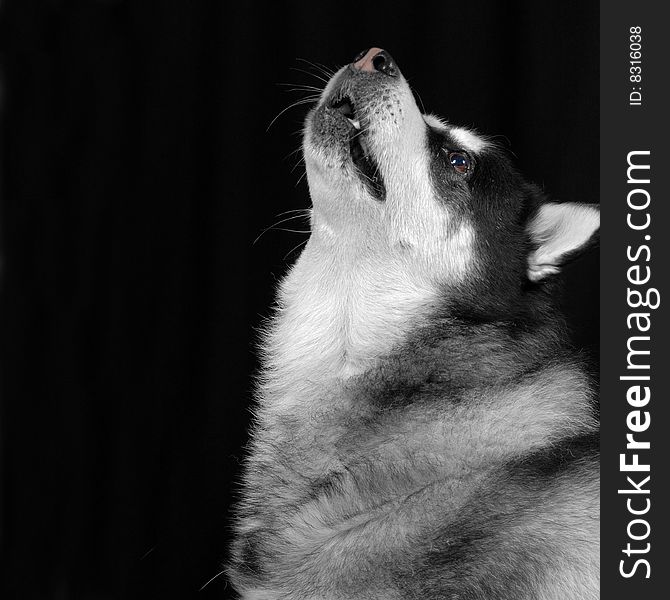 Husky mixed dog posing in studio setting howling. Husky mixed dog posing in studio setting howling.