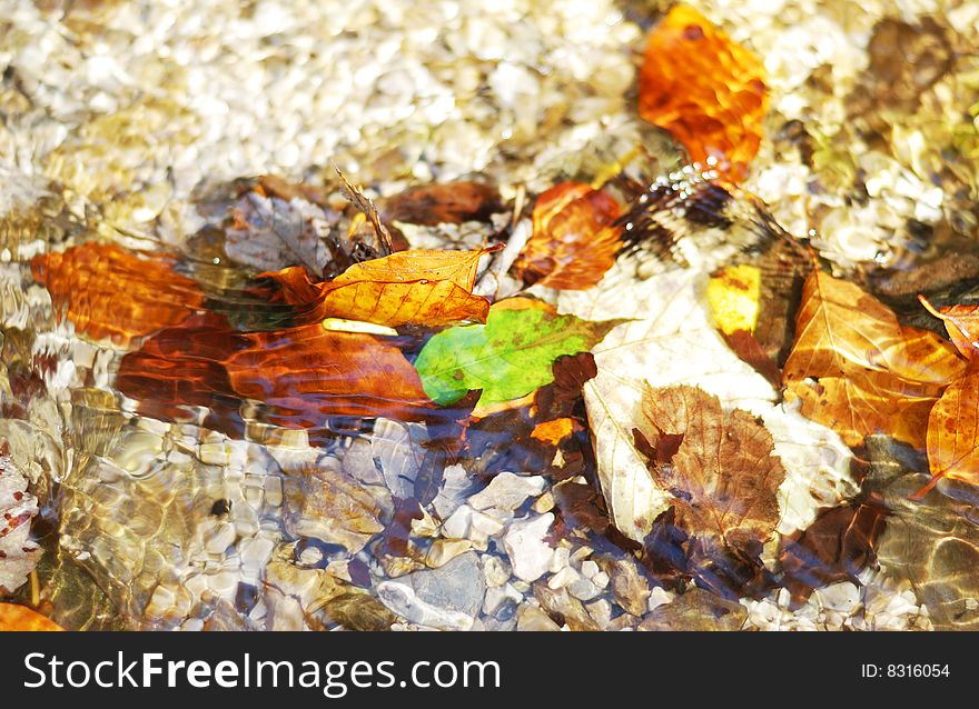 Leaves in the river stream. Leaves in the river stream
