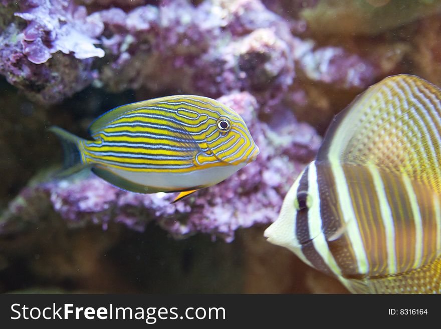 Tropical fish - photo taken from oceanarium. Tropical fish - photo taken from oceanarium