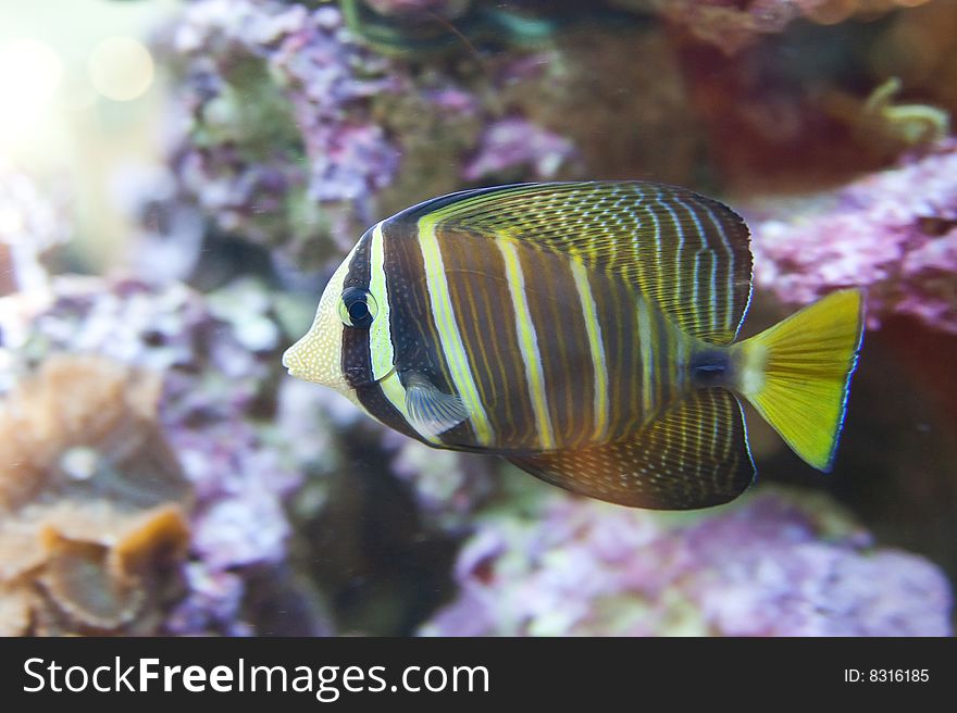 Tropical fish - photo taken from oceanarium. Tropical fish - photo taken from oceanarium