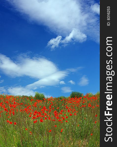 Red poppies on spring meadow and strongly polarized blue sky