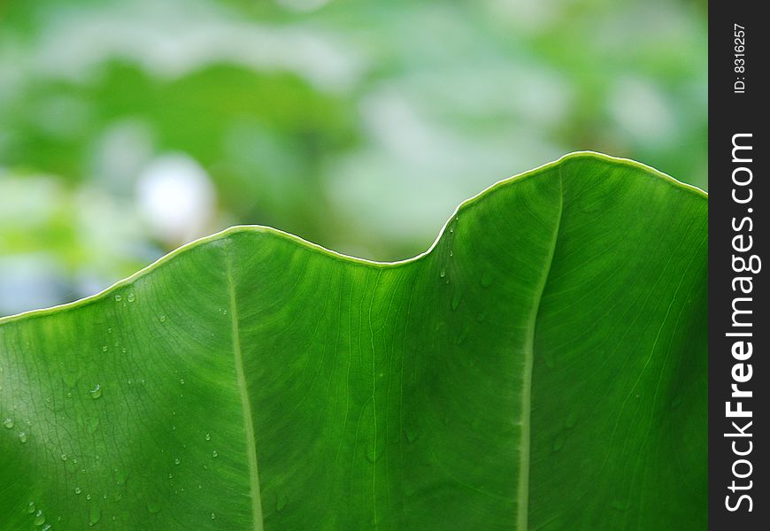 Leaf Of Giant Araceae