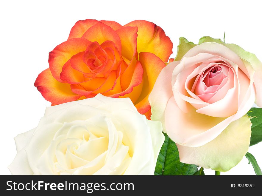 Three roses on a white background. Three roses on a white background.
