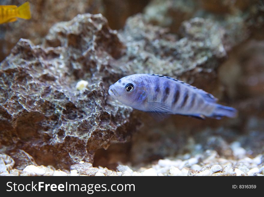 Tropical fish - photo taken from oceanarium. Tropical fish - photo taken from oceanarium