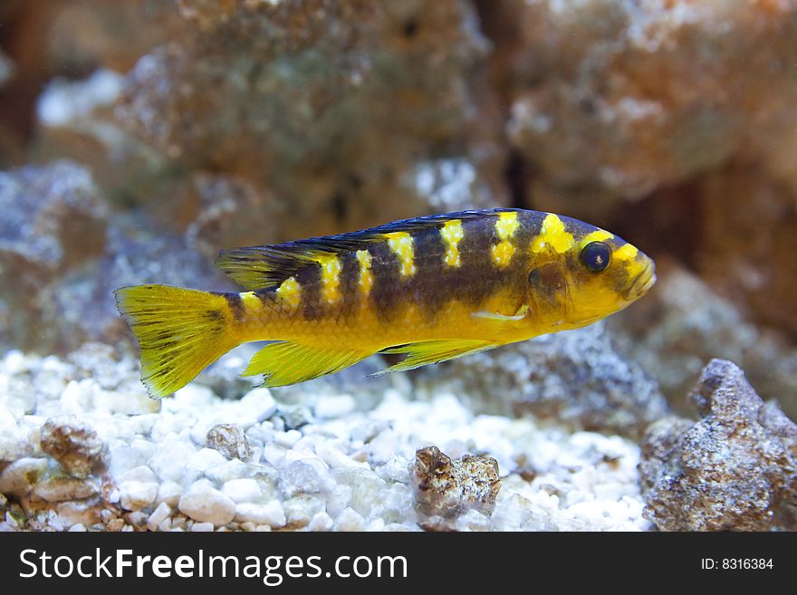 Tropical fish - photo taken from oceanarium. Tropical fish - photo taken from oceanarium