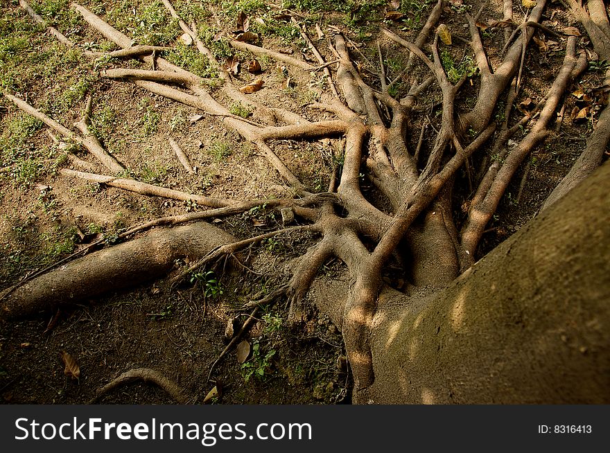 Mature tree roots in a park