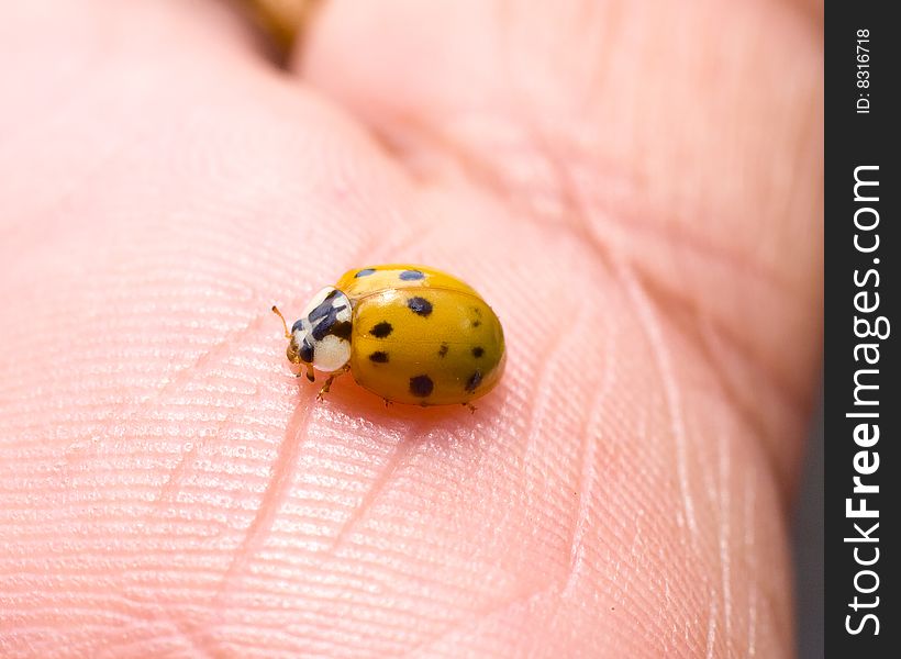 Yellow and Orange Ladybuy on a palm. Yellow and Orange Ladybuy on a palm.