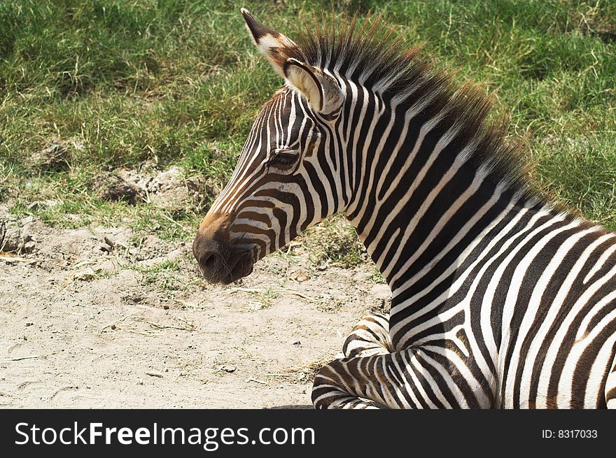 Lying zebra on the safari