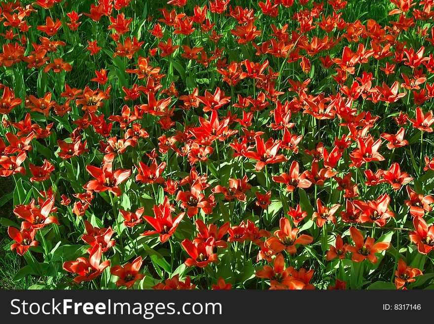 Poppies - contrast of red and green colors. Poppies - contrast of red and green colors