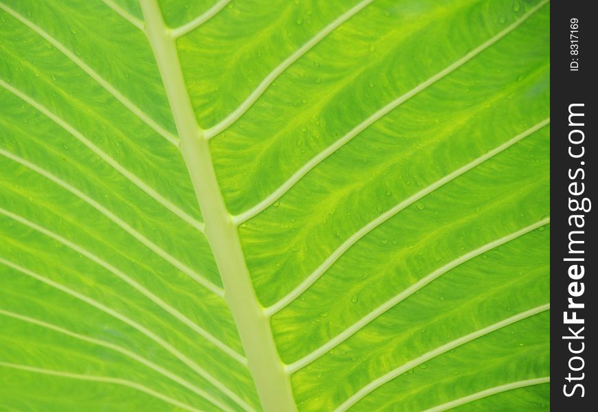 Pattern Of Light Green Leaf