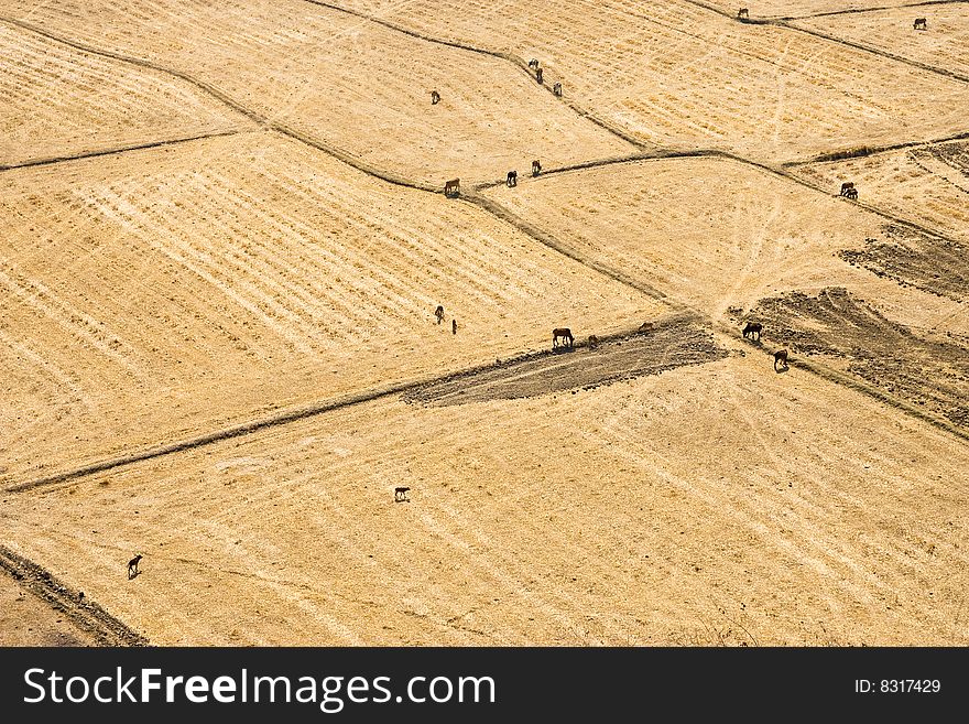 Cows in the field in dry season. Cows in the field in dry season.