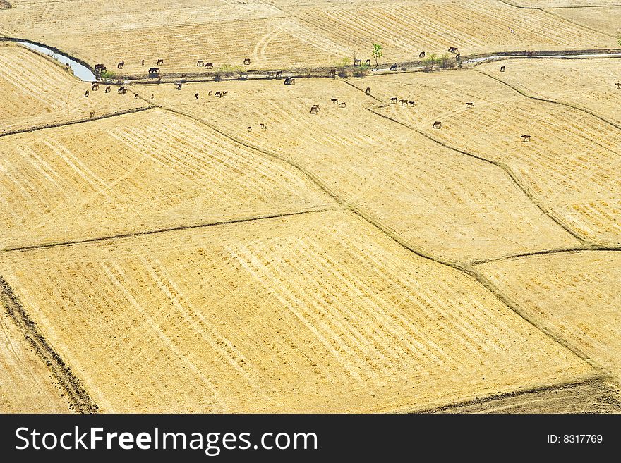 Irrigation in rice farm in dry season, Thailand. Irrigation in rice farm in dry season, Thailand.