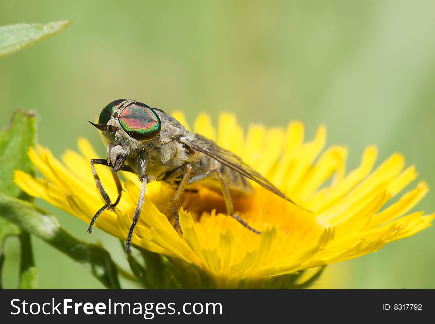 Gadfly On Dandelion