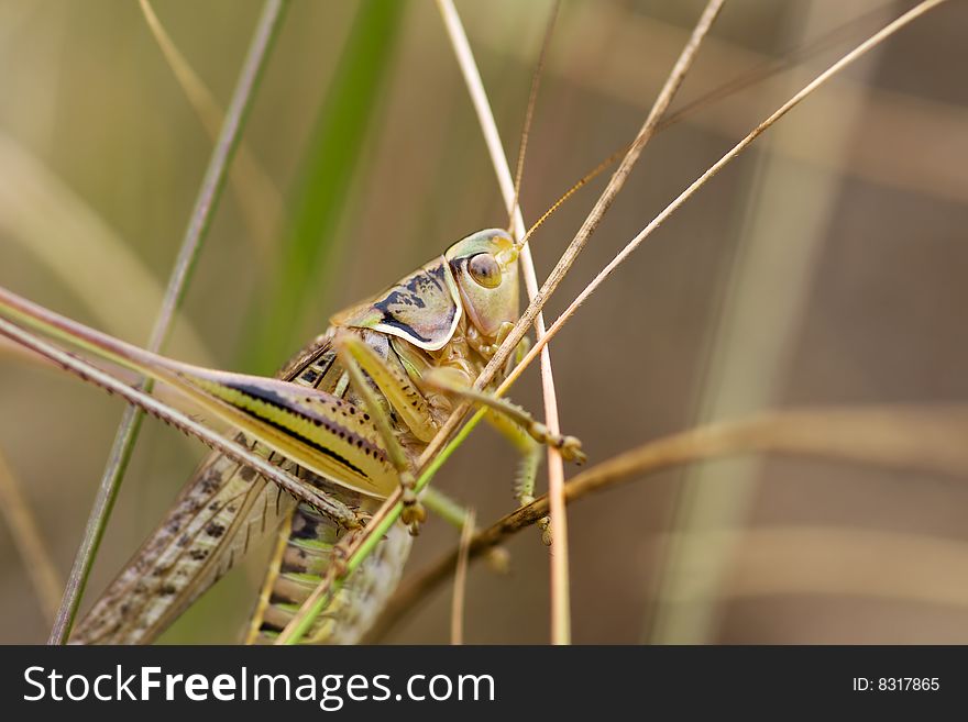 Macro shot of grasshopper in green grass