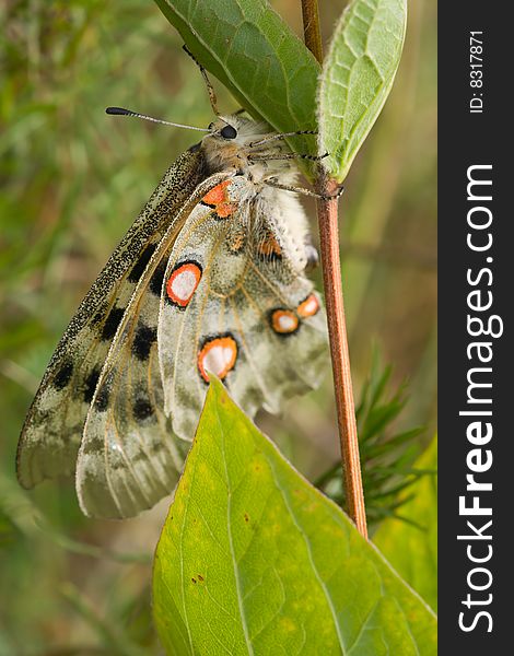 Nomion butterfly sitting on the grass