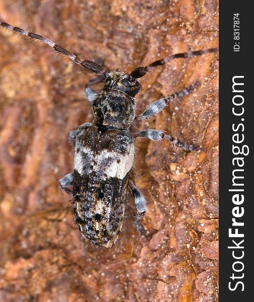 Extreme close-up of a small long-horn beetle. Extreme close-up of a small long-horn beetle.