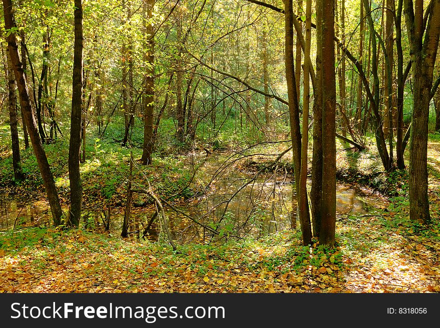 Sunlight rays in the forest. Sunlight rays in the forest