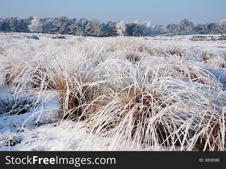 Winter landscape with frozen trees and plants