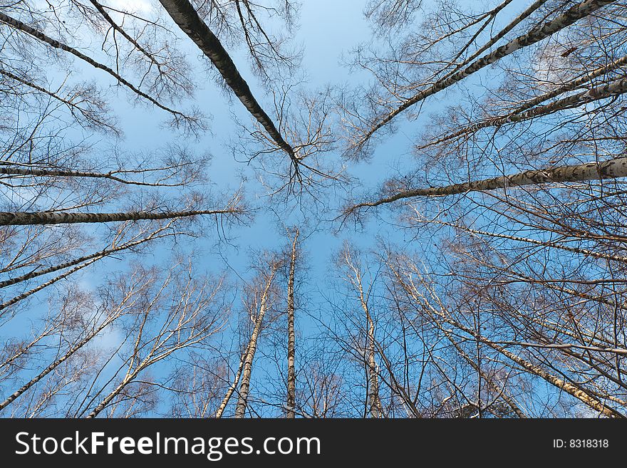 Winter tree crowns on deep blue sky. Winter tree crowns on deep blue sky