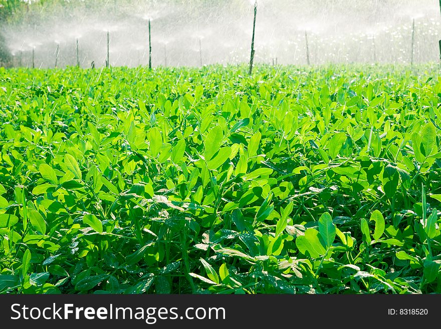 Time saving method in watering of huge farm. Time saving method in watering of huge farm.