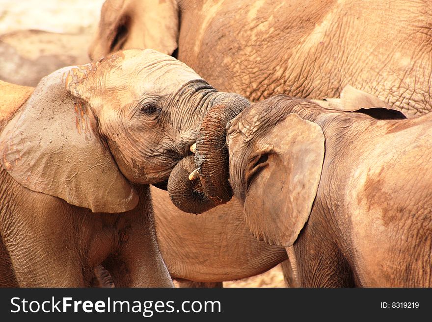 Two young elephant calves having a sparring match while sorrounded by a herd. Two young elephant calves having a sparring match while sorrounded by a herd