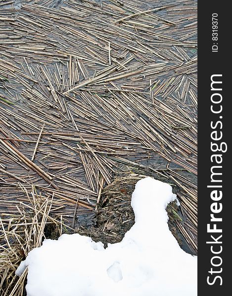 Reeds collected in a reservoir with snow. Reeds collected in a reservoir with snow
