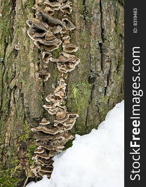 Tree Trunk And Fungus In Winter