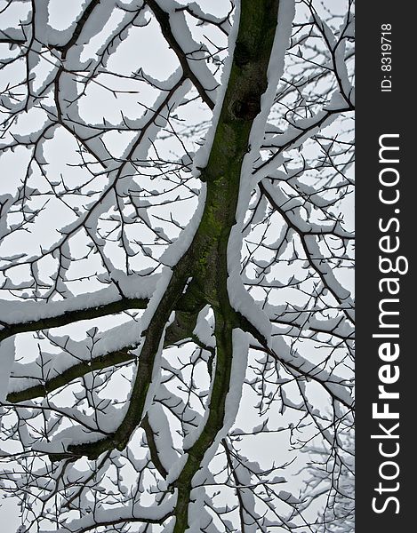 A tree branch is heavily laden with a fresh fall of snow. A tree branch is heavily laden with a fresh fall of snow