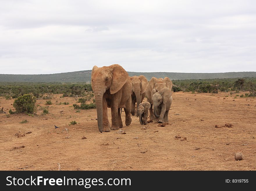 A small elephant herd walking very closely together towards a waterhole on Addo elephant park