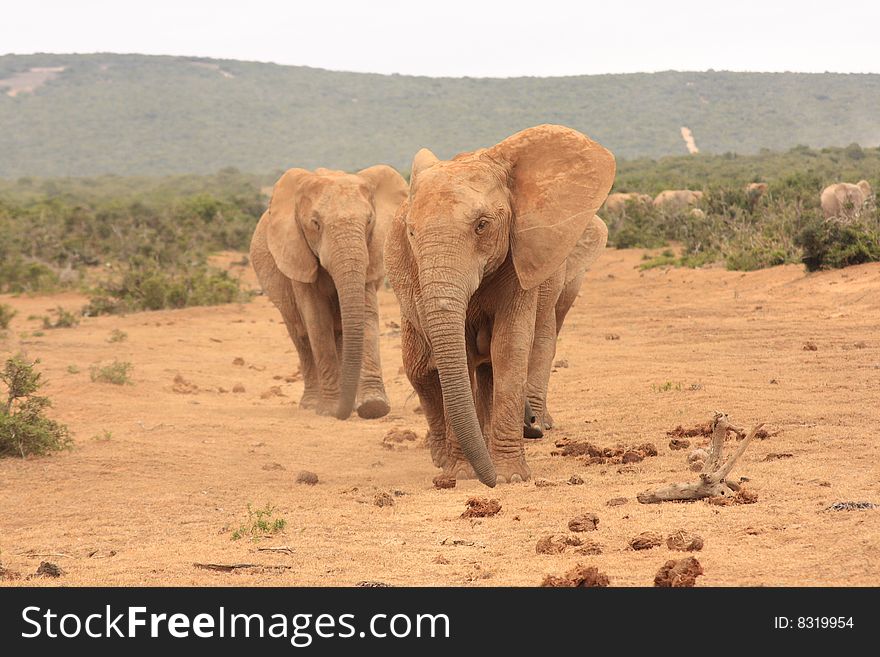 A small elephant herd walking very closely together towards a waterhole on Addo elephant park in a straight line. A small elephant herd walking very closely together towards a waterhole on Addo elephant park in a straight line