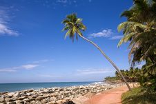Palm On The Beach Royalty Free Stock Photo Palm On The Beach Royalty Free Stock Photo