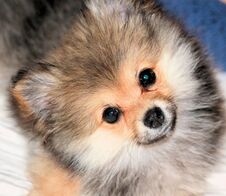 Pomeranian Puppy Royalty Free Stock Image