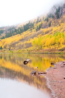 Aspen Trees In The Fall Royalty Free Stock Image