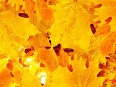 Leaves Autumn In Wood Royalty Free Stock Images