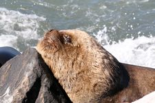 Southern Sea Lion Royalty Free Stock Images