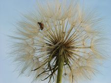 Dandelion Fluff Royalty Free Stock Photo Dandelion Fluff Royalty Free Stock Photo