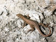 Lizard Stock Photo Lizard Stock Photo