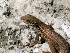 Lizard Stock Photos Lizard Stock Photos