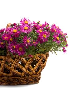 Basket Of Flowers On A White Background Stock Photos Basket Of Flowers On A White Background Stock Photos
