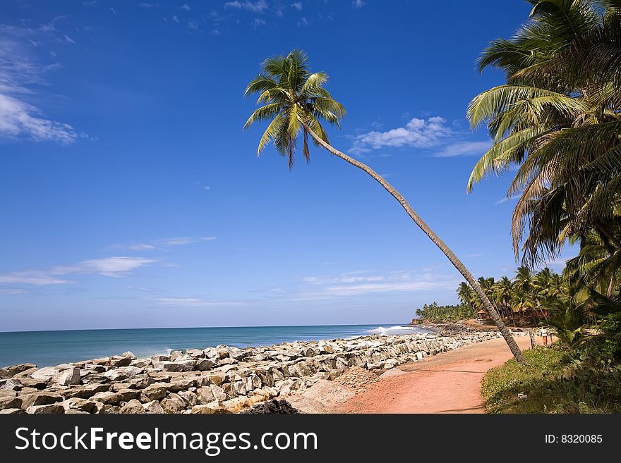 Green palm on the beach in India, Kerala over ocean and blue sky