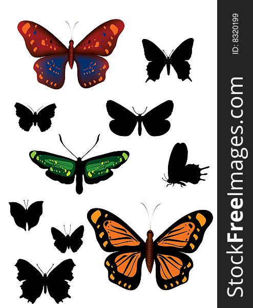 Four butterfly on white background, vector