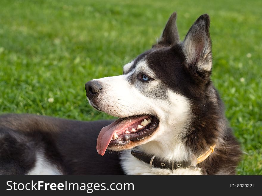 Dog looks at its master on green field