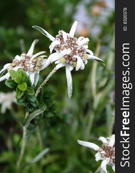 Leontopodium alpinum, woolly mountain flower from the Alps