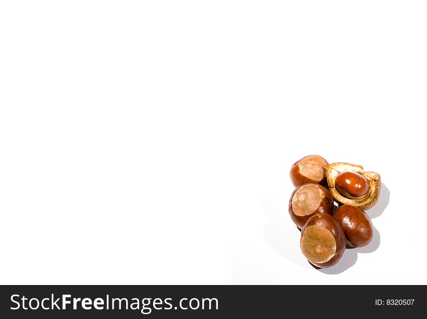 High key image of a small collection of horse chestnuts on a white background. High key image of a small collection of horse chestnuts on a white background